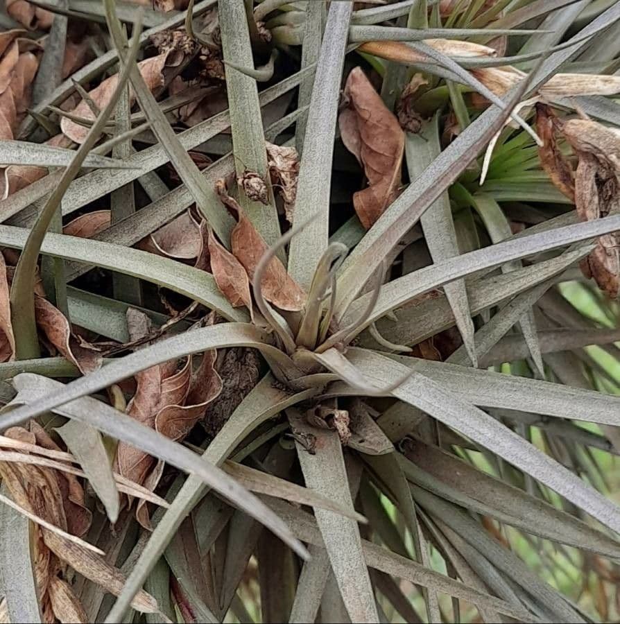Tillandsia 2