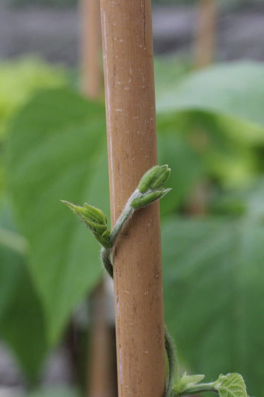 Runner bean 22
