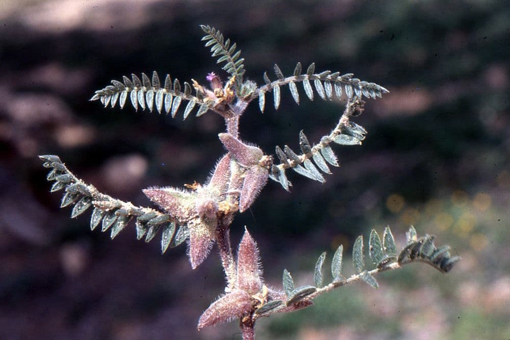 Astragalo 3