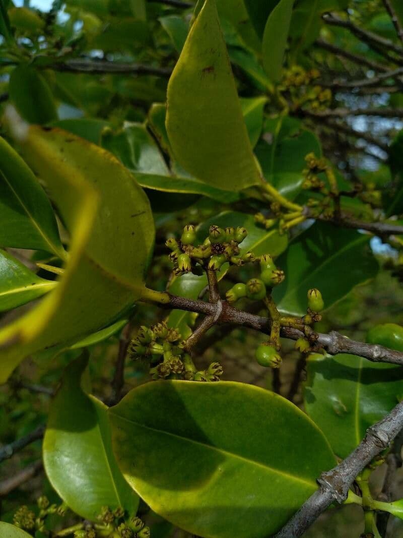 Crossostylis