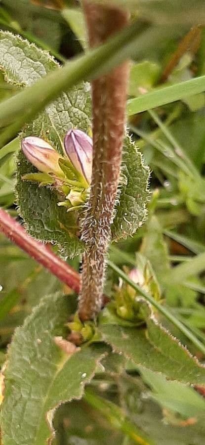 Campanula agglomerata 24