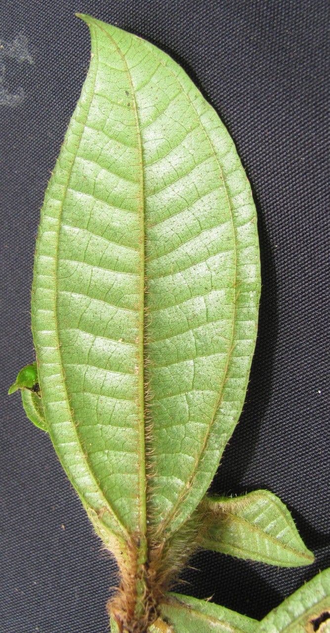 Matthaei-Miconia 14