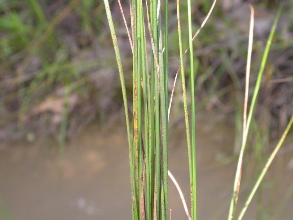 Giunco esile 21