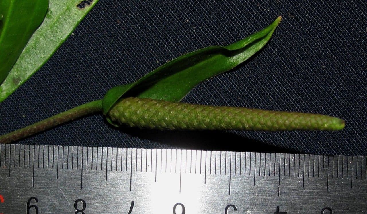 Anthurium