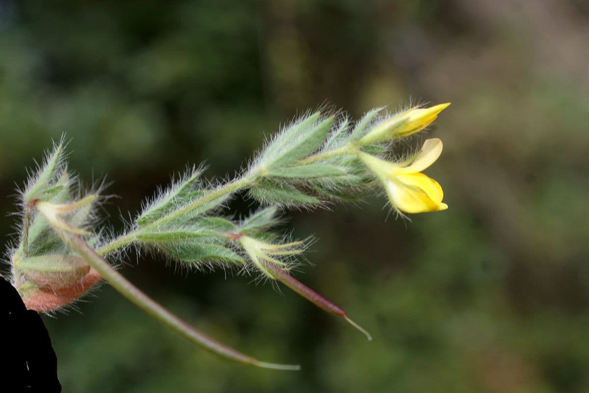 Schmalblättriger Bocksbart 13