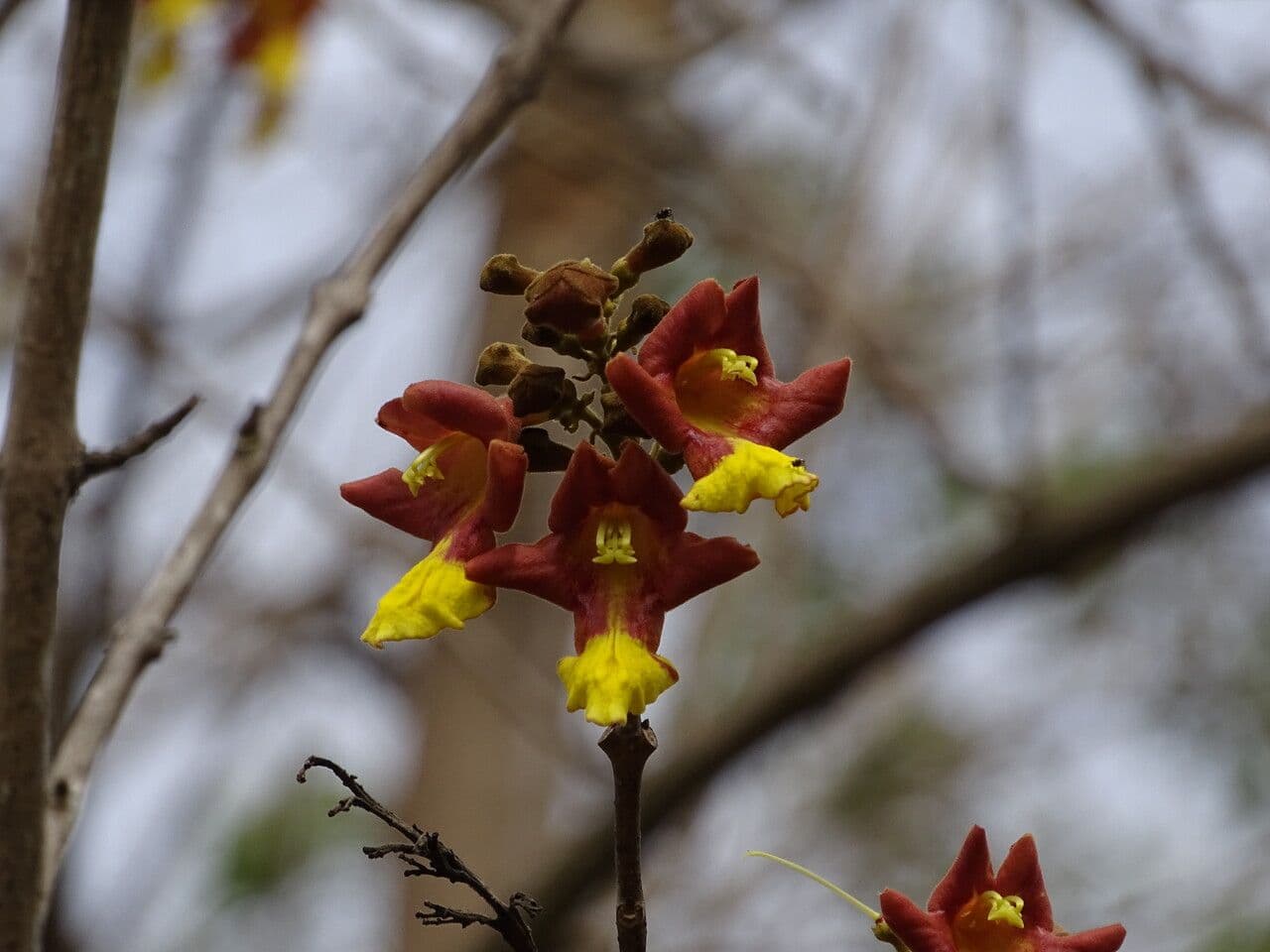 Gmelina arborea 8
