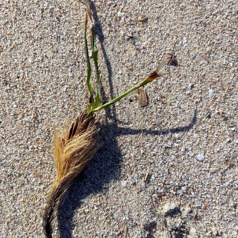 Posidonie mořská 6