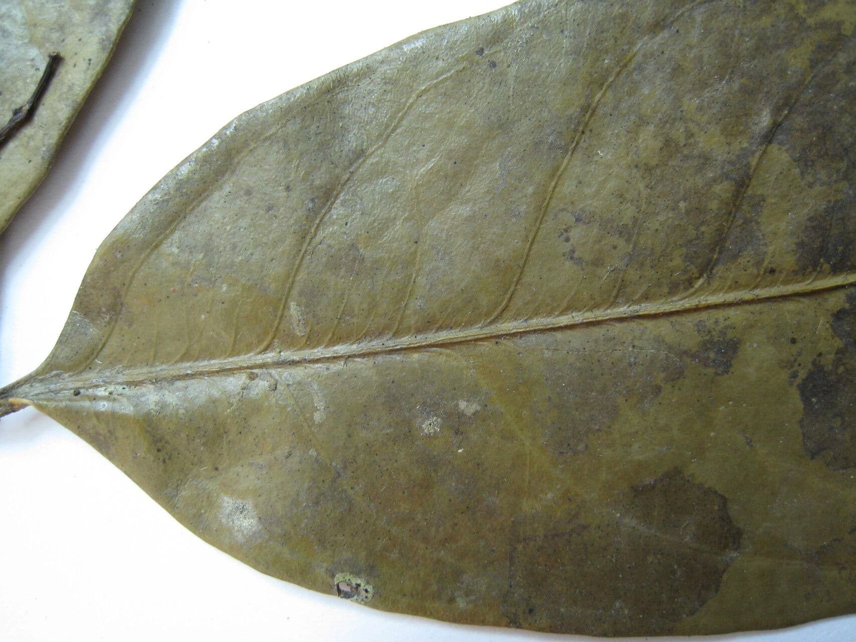 Tontelea 5