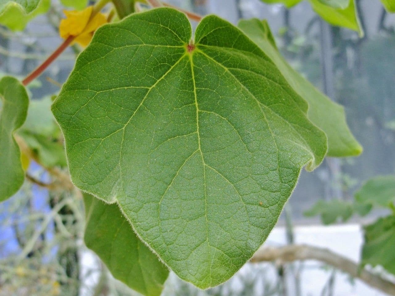Uncarina 12