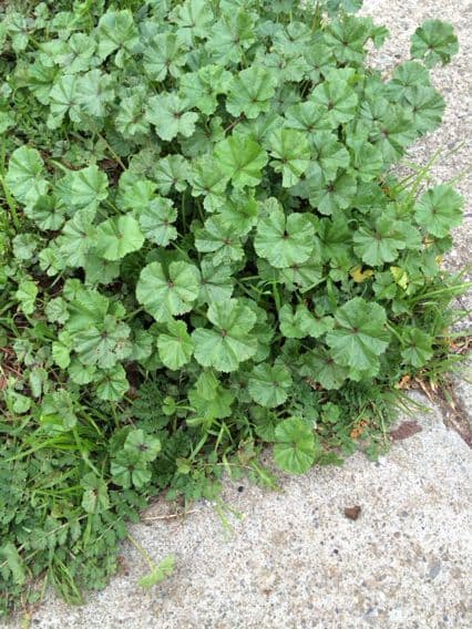 Malva minore 13