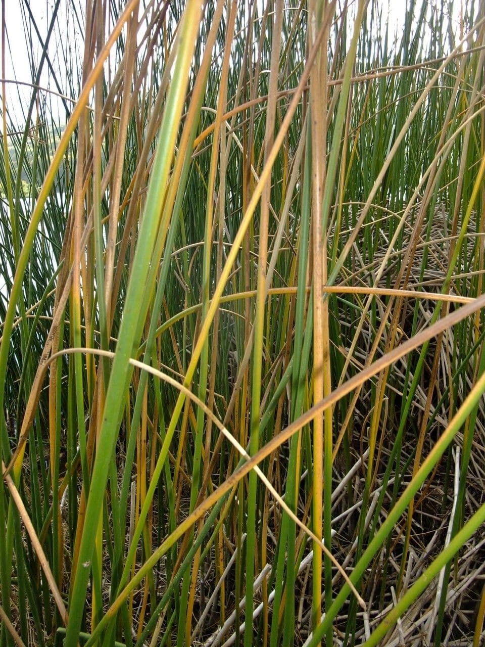 Papyrusstaude 24
