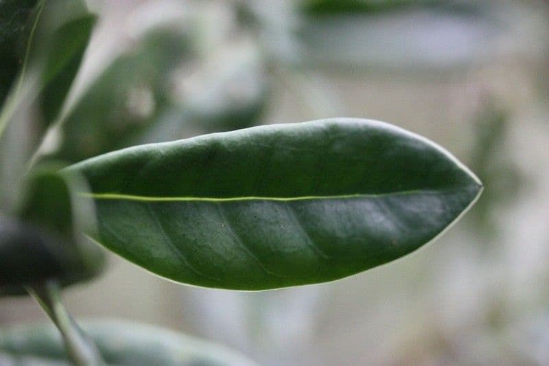 Psychotria 9