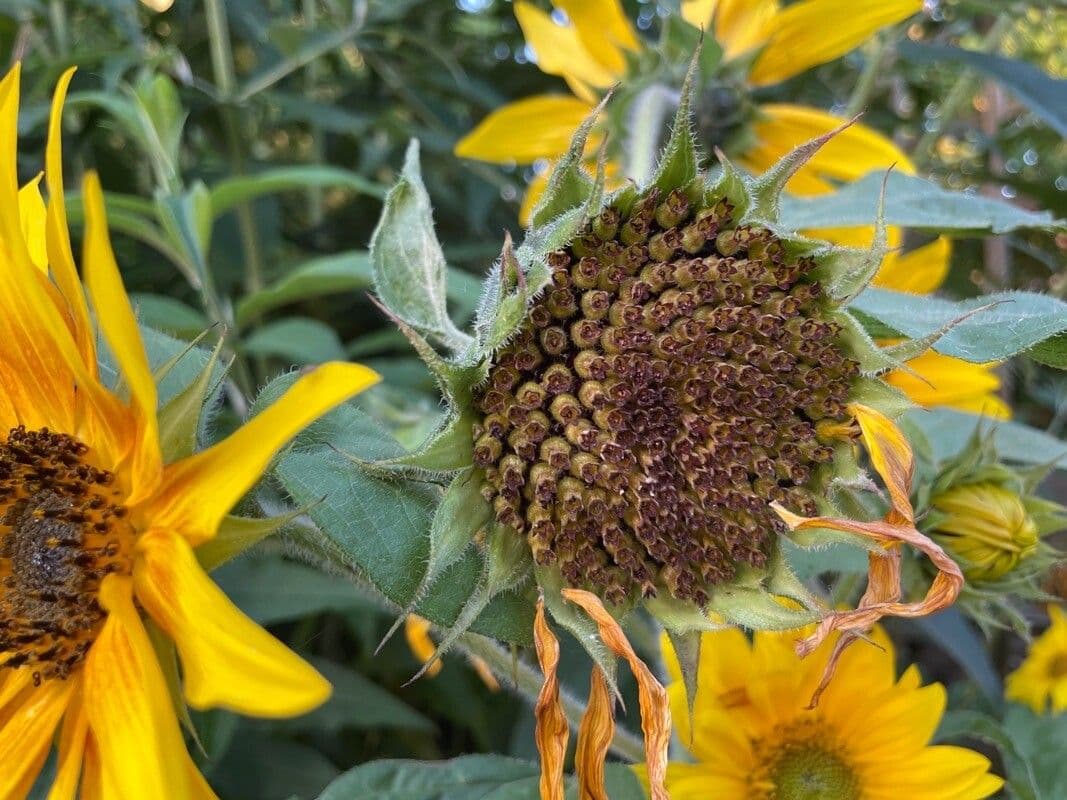 Tournesol géant 2