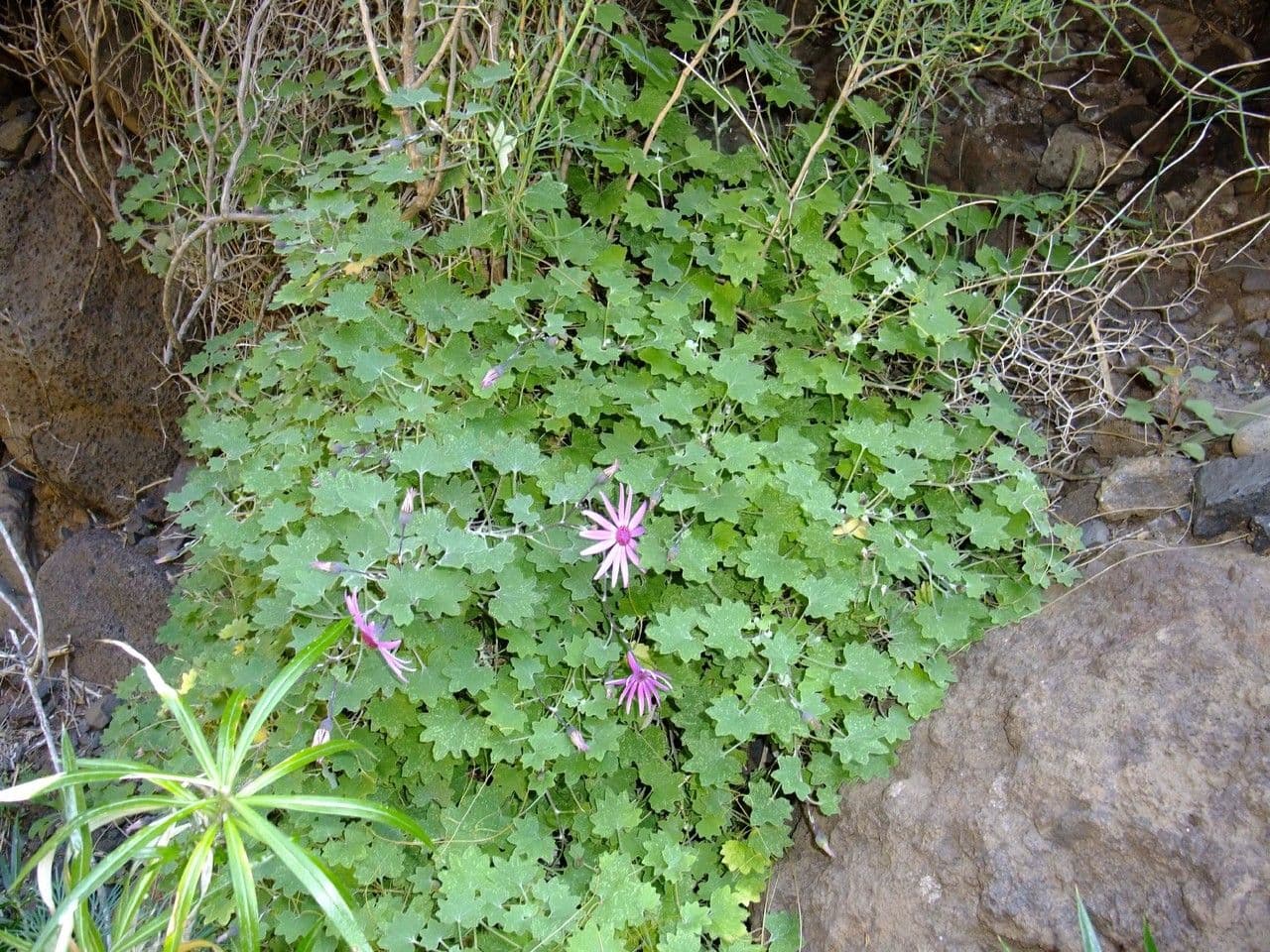 Pericallis 8
