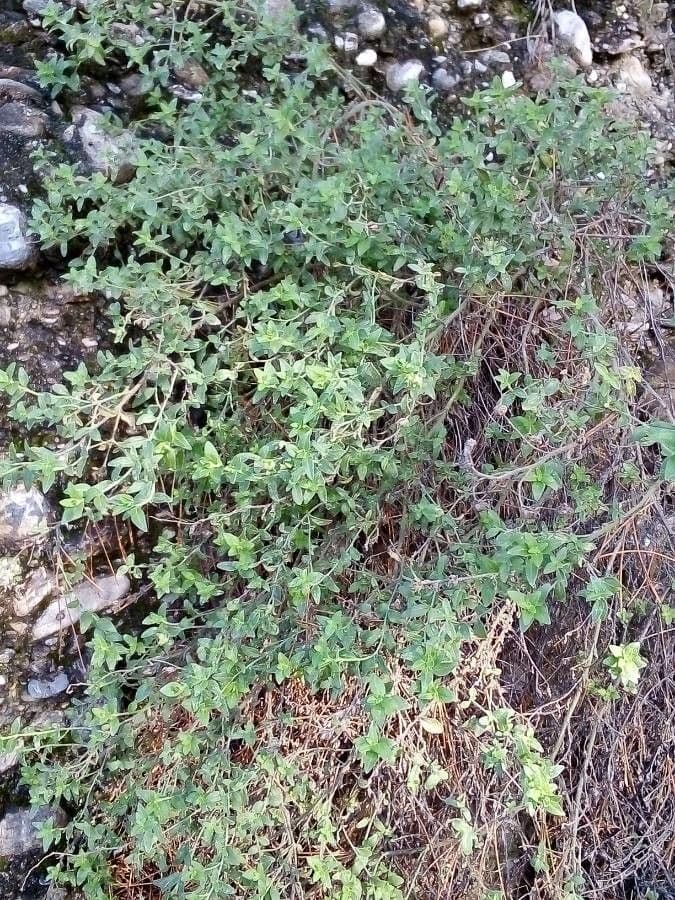 Antirrhinum 7