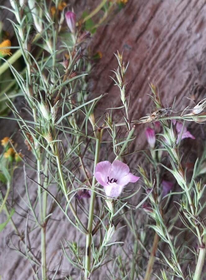 Micrargeria filiforme 6
