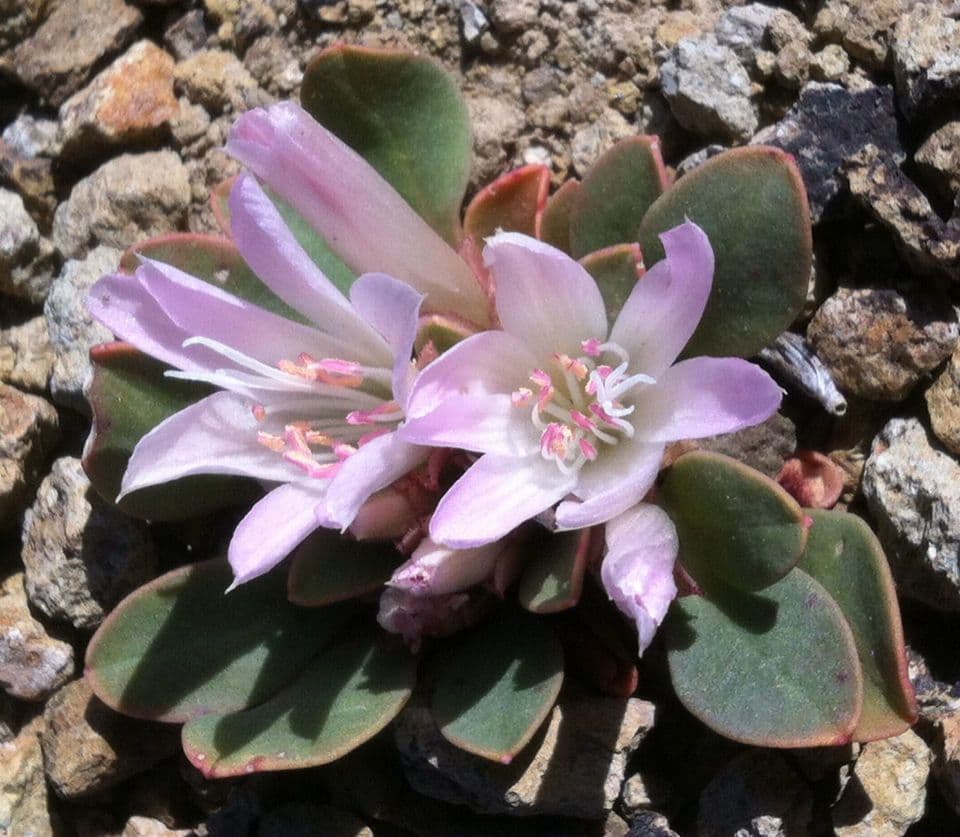 Lewisia 5