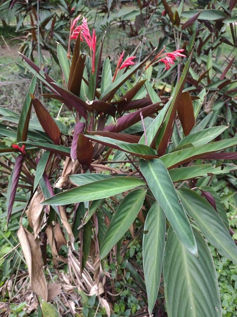 Ctenanthe 6