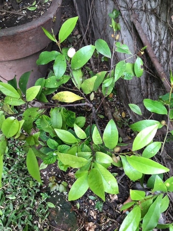 Chenille copperleaf 13
