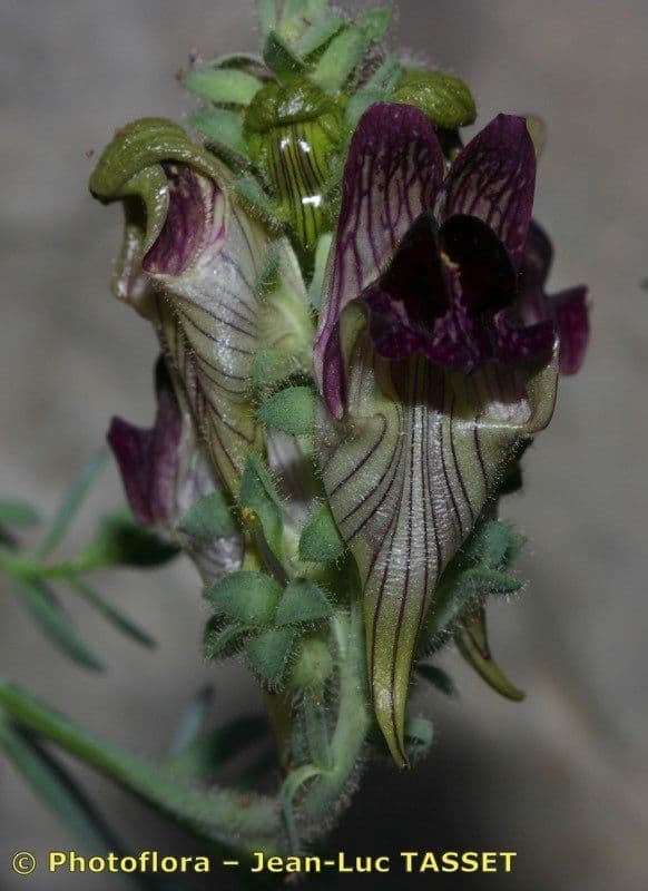 Linaria verticillata 2
