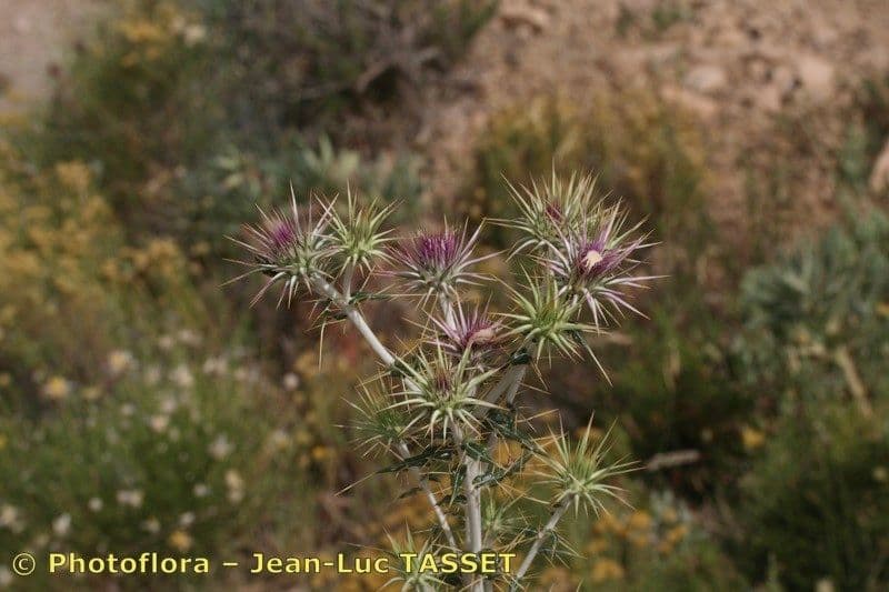 Ptilostemon 3