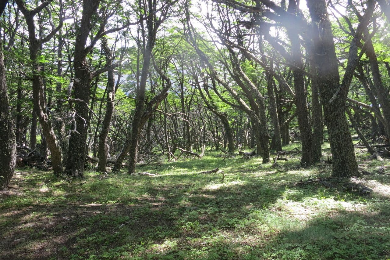 Nothofagus 7