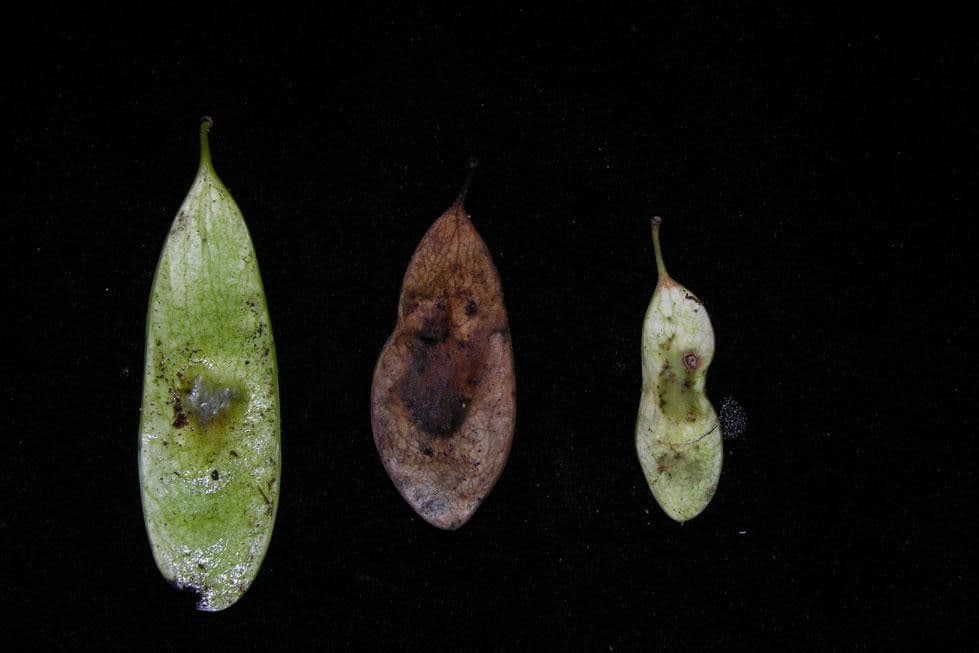Dalbergia