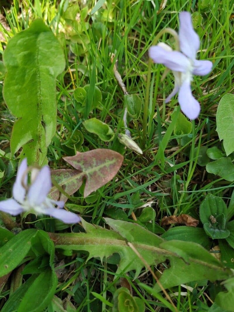 Viola pallida 13