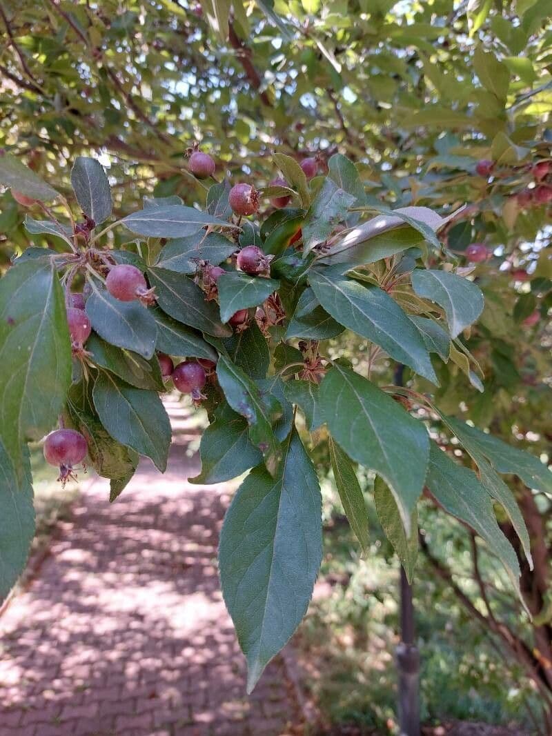 Hupeh-Apfel 17