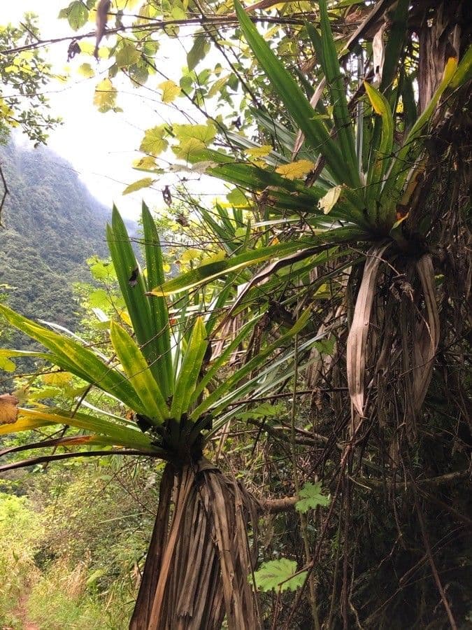 Pandanus pourpre 9