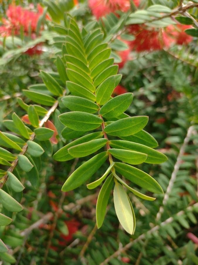 Teebaum 10