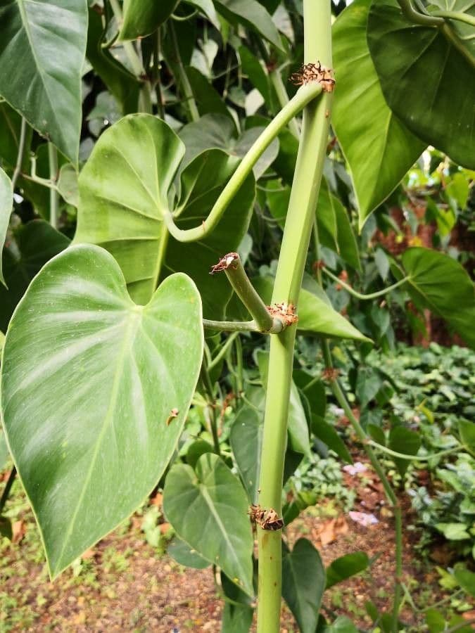 Philodendron 16