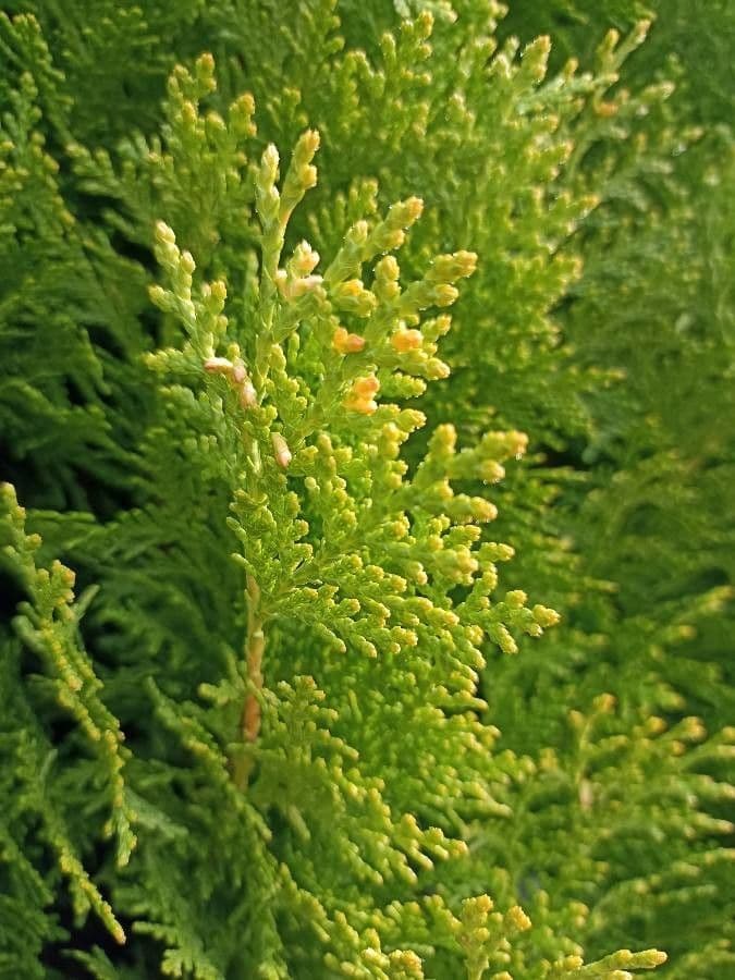 Arborvitae oriental 17