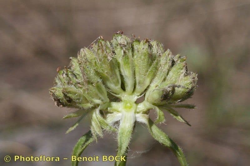 Saponaria bellidifolia 2