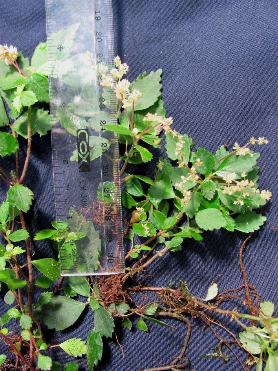 Pilea 9