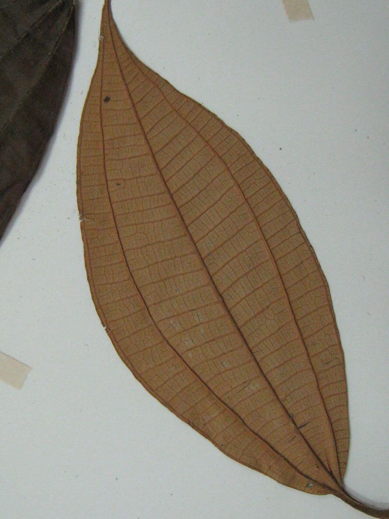 Miconia 4