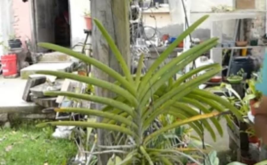 Vanda 12
