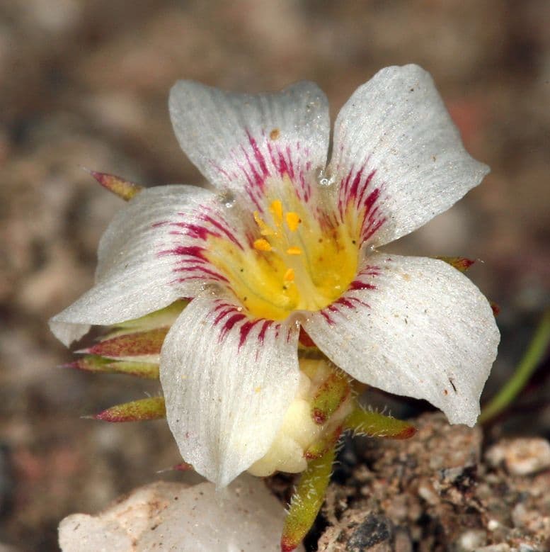 Linanthus basso 4