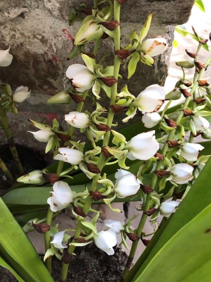Angraecum eburneum 8