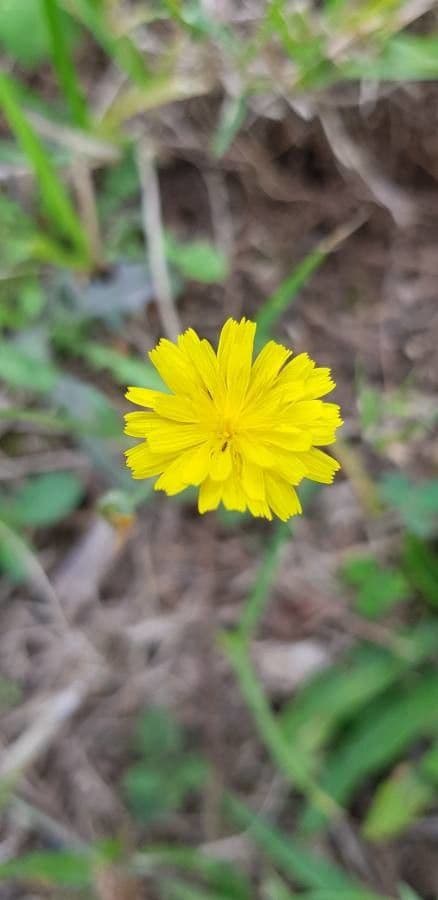 Radicchiella capillare 8