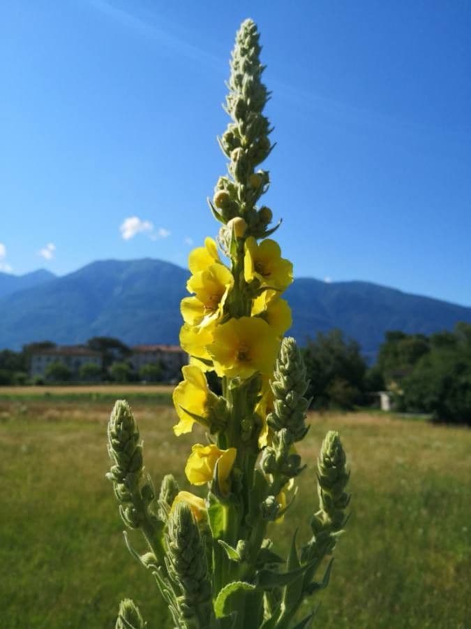 Verbasco 10