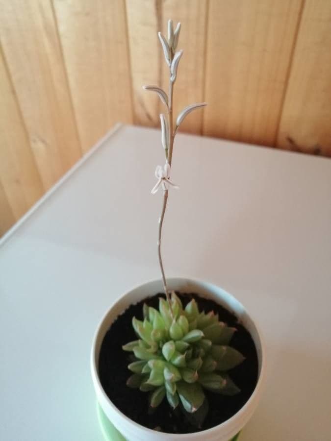 Haworthia 27