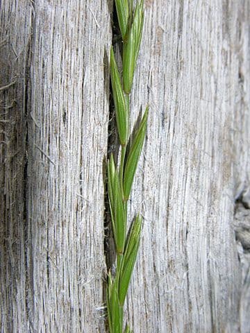 Elimo violaceo 7