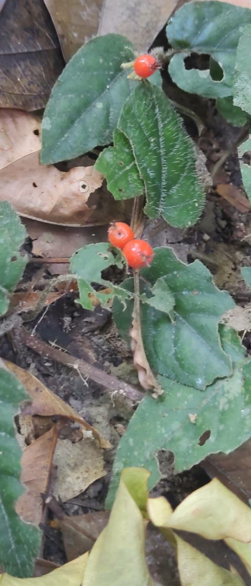 Geophila