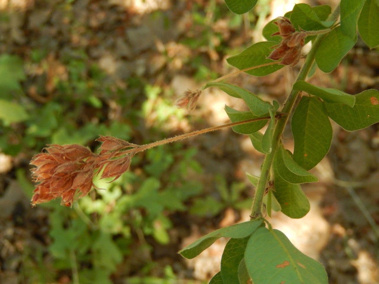 Lespedeza lysá 2