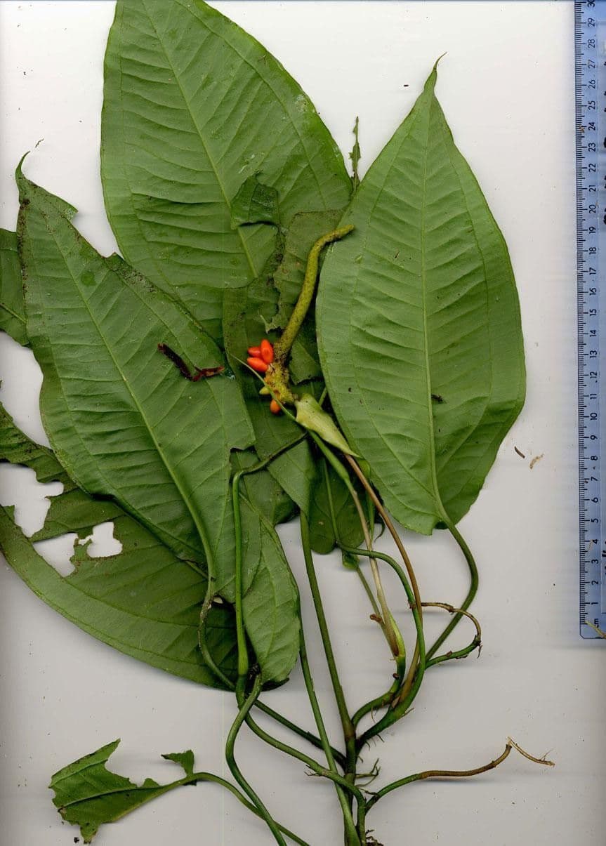 Anthurium 15