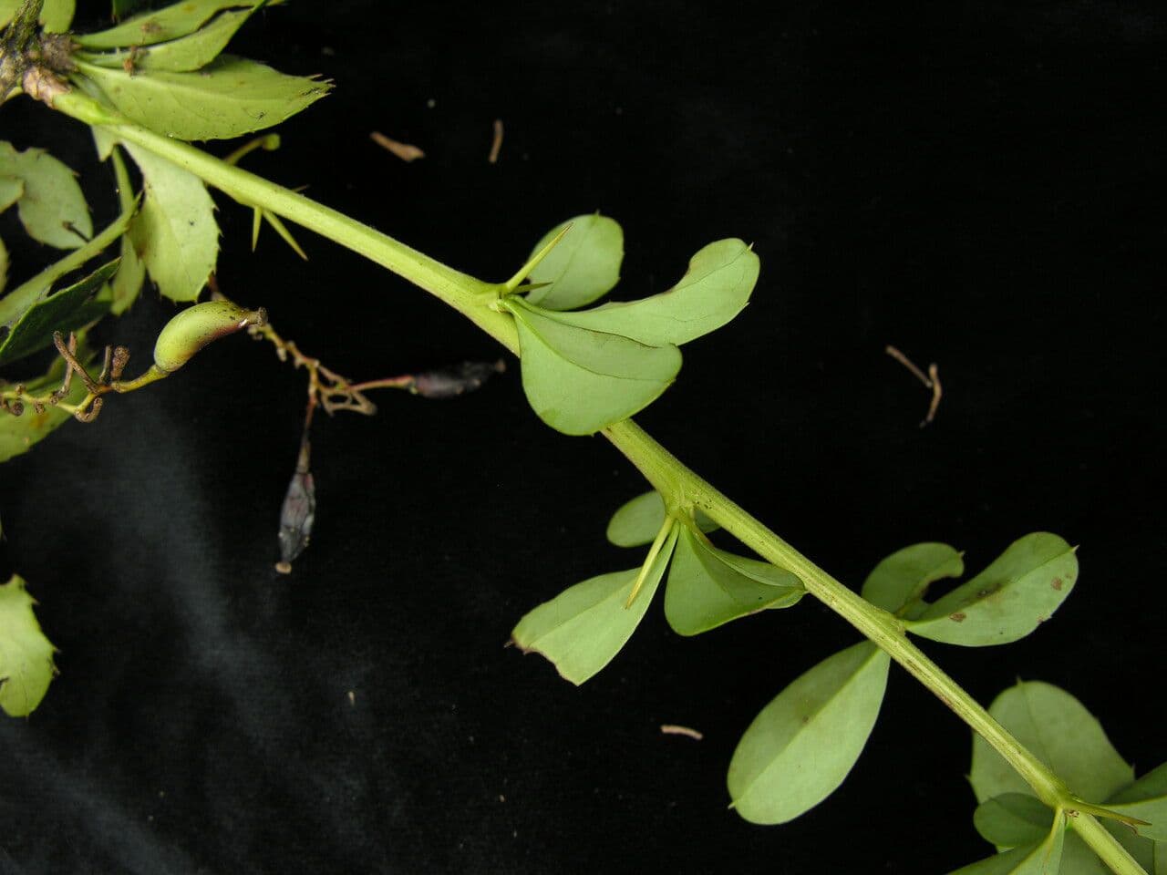Berberitze 7
