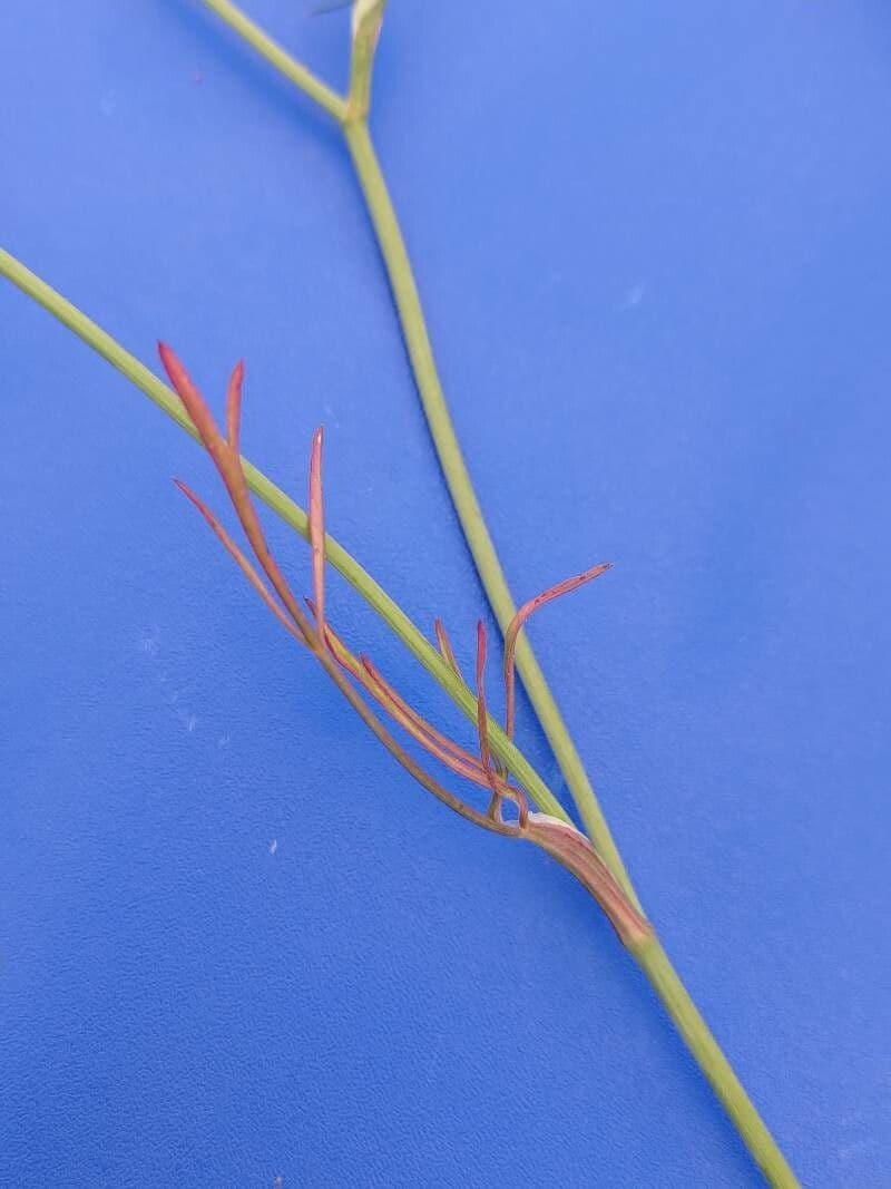 Seseli annuum 16