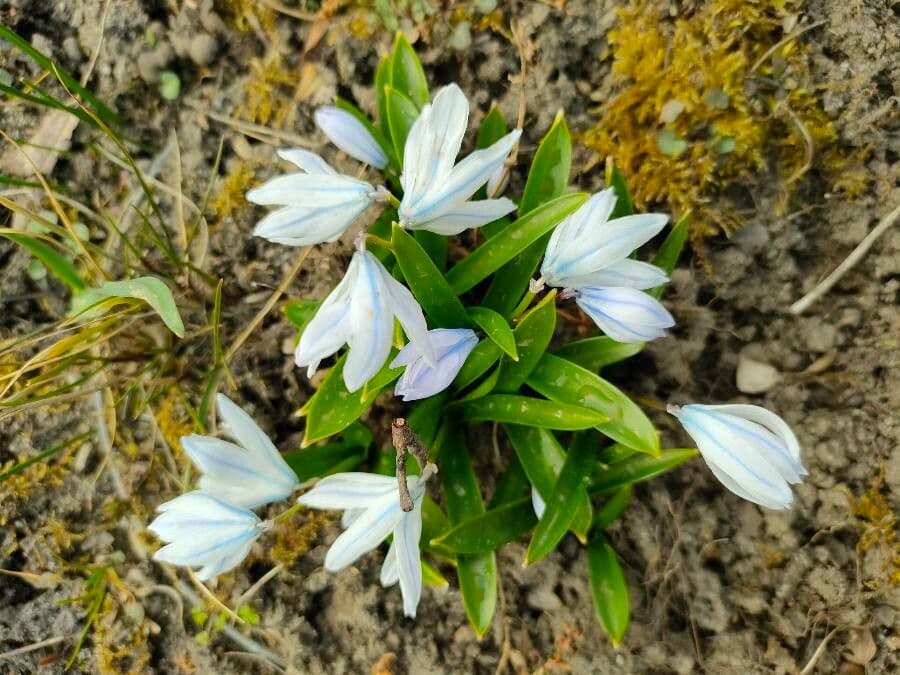 Puschkinia scilloides 15