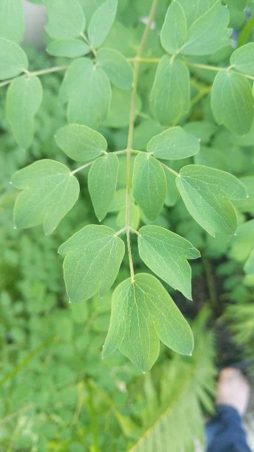Thalictrum pubescens 14